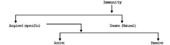 Immunity & Human Immune System | Biology for Grade 12