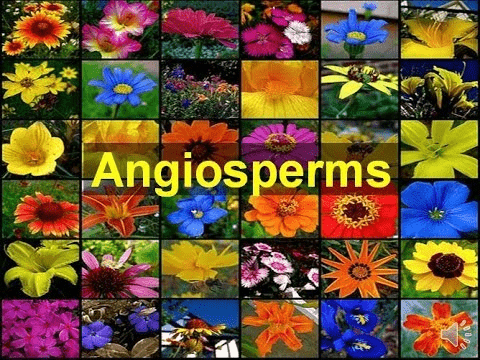 Detailed Notes: Angiosperms | Biology for ACT
