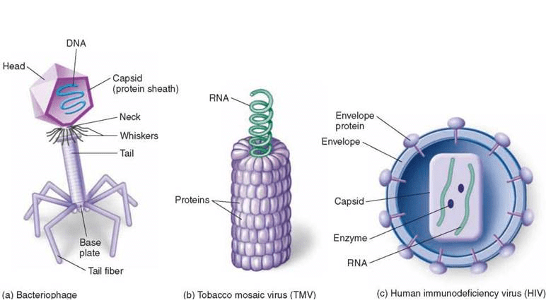 Viruses, Viroid, Prions & Lichens | Biology for JAMB