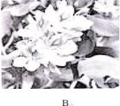 NCERT Exemplar: Biodiversity & its Conservation | Biology Class 12 - NEET
