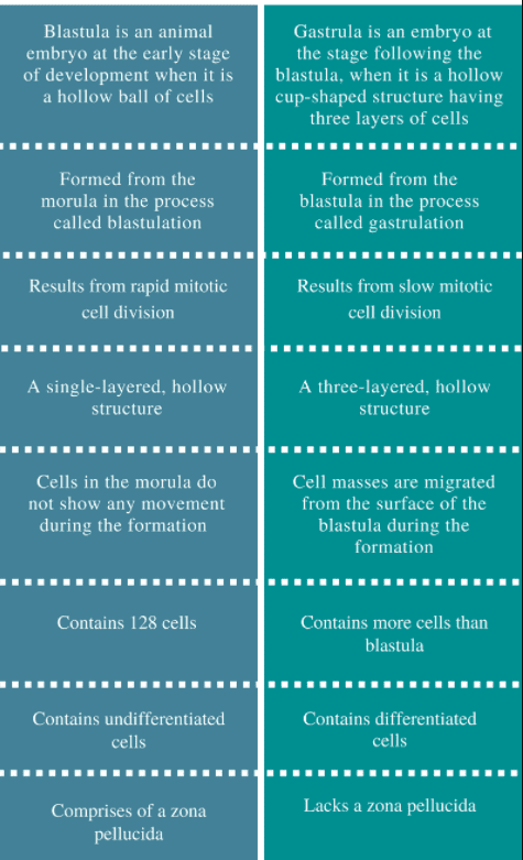 Blastula v/s Gastrula