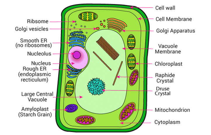 Plant Cell Diagram showing different cell organelles