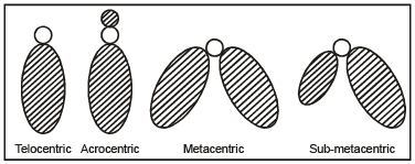 Nucleus & Chromosomes | Biology for JAMB