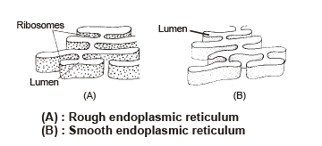 Endoplasmic Reticulum | Additional Study Material for NEET