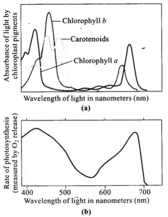 NCERT Exemplar: Photosynthesis in Higher Plants | Biology Class 11 - NEET