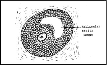Oogenesis - Human Reproduction - Class 12
