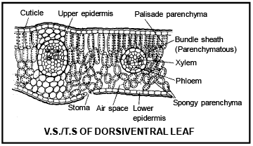 Anatomy of Leaf | Biology for JAMB