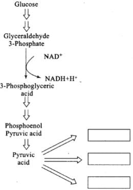 NCERT Exemplars: Respiration in Plants | Biology Class 11 - NEET