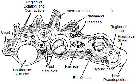 Phylum: Protozoa (Amoeba & Plasmodium) | Additional Study Material for NEET