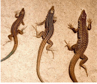 Whiptail Species reproduces by Parthenogenesis