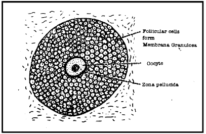 Follicular Phase | Additional Study Material for NEET