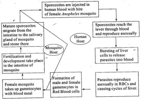 NCERT Exemplar: Human Health & Diseases | Biology Class 12 - NEET