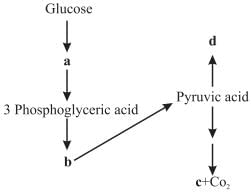 NCERT Exemplars: Respiration in Plants | Biology Class 11 - NEET