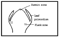 Types & Characteristics of Meristematic Tissue | Biology for ACT