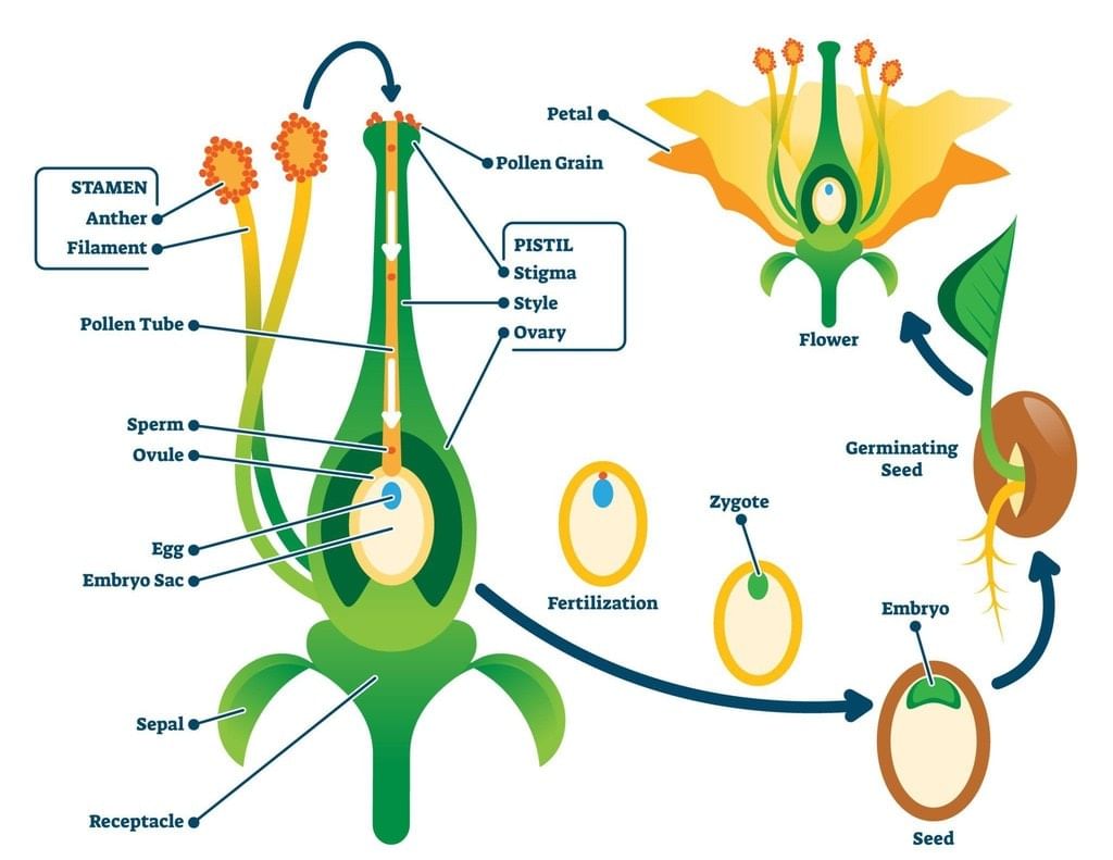 Sexual Reproduction in Flowering Plants Chapter Notes | Biology Class 12 - NEET