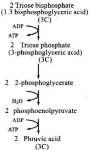 NCERT Exemplars: Respiration in Plants | Biology Class 11 - NEET