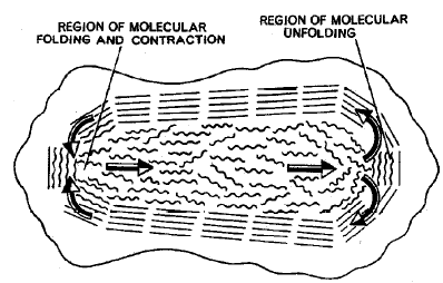 Phylum: Protozoa (Amoeba & Plasmodium) | Additional Study Material for NEET