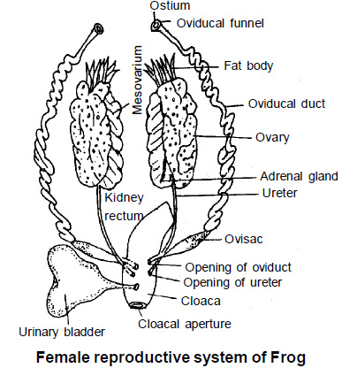 Reproductive System: Frog | Additional Study Material for NEET