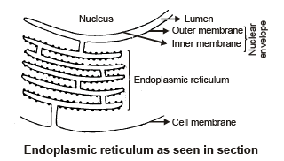 Endoplasmic Reticulum | Additional Study Material for NEET