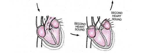 Cardiac Cycle & ECG | Biology A-Level - A Level