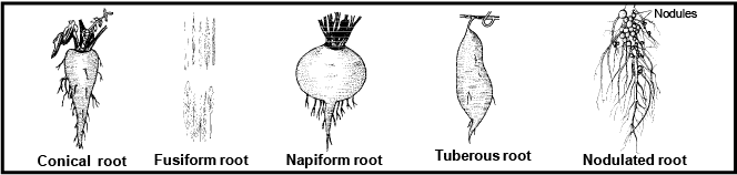 Modification of Root, Stem and Leaf - Morphology of Plants, Class 11 ...