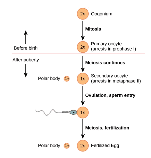 Sexual Reproduction | Biology for Grade 12