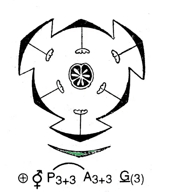 (c) Liliaceae Family