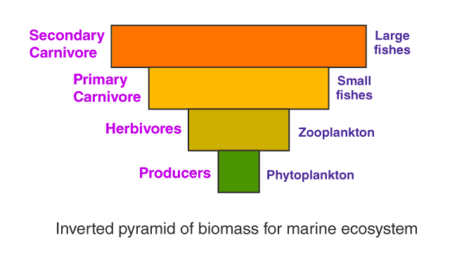 Important Diagrams: Ecosystem | Biology Class 12 - NEET