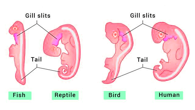Important Diagrams: Evolution | Biology Class 12 - NEET
