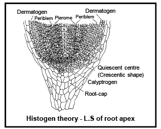 Types & Characteristics of Meristematic Tissue | Biology for ACT