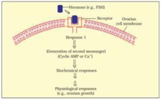 NCERT Exemplars: Chemical Coordination & Integration - 2 | NCERT Exemplar & Revision Notes for NEET