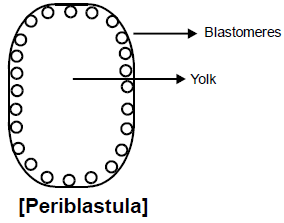 General Properties of Embryonic Development | Additional Study Material for NEET