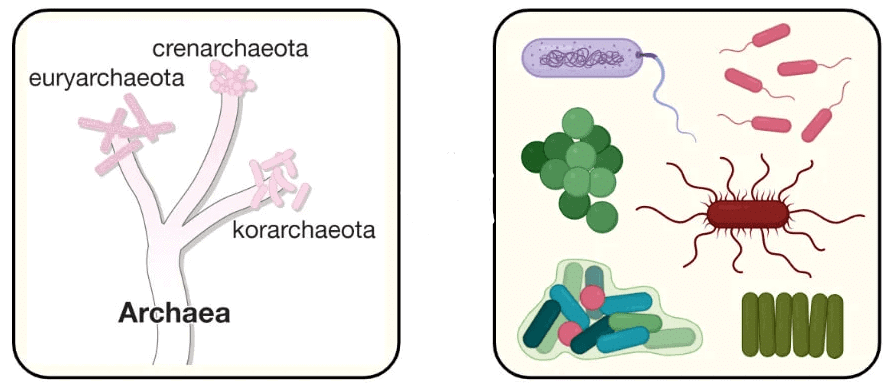 Prokaryotic Cells: Cell Envelope, Ribosomes & Inclusion Bodies | Biology and Biochemistry for MCAT