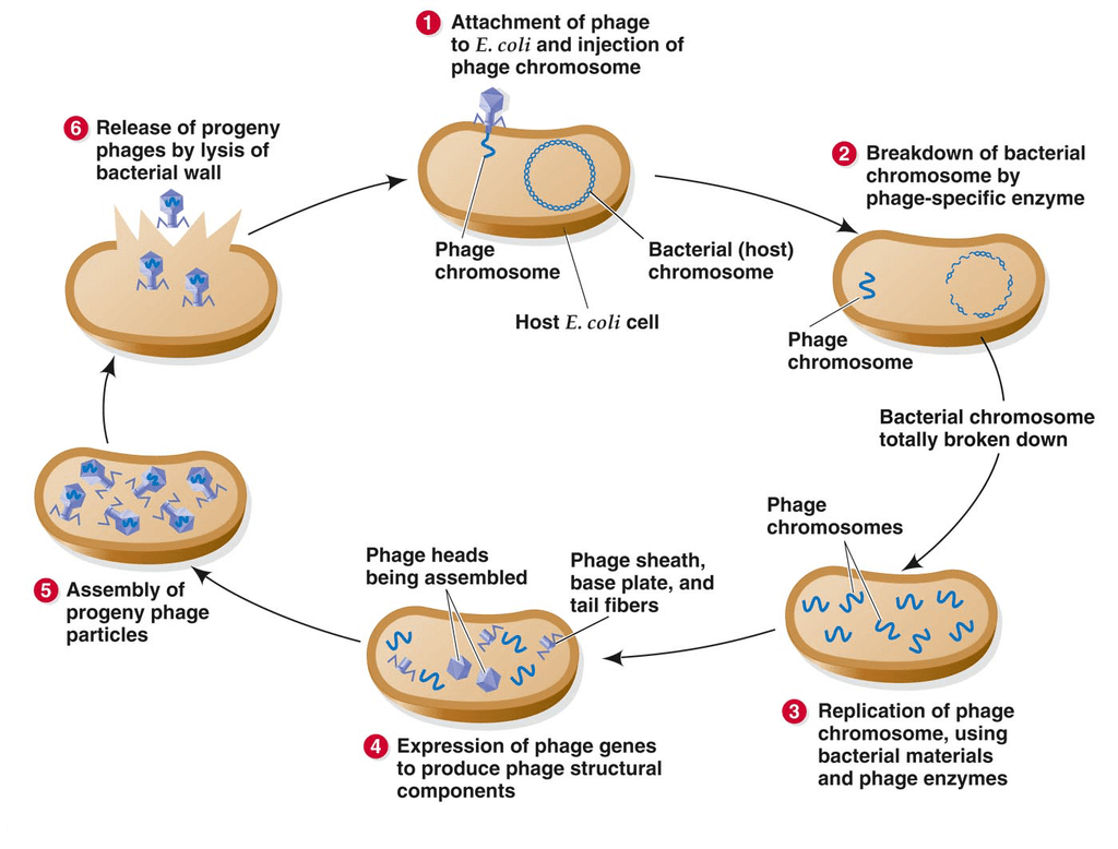 Viruses, Viroid, Prions & Lichens | Biology for JAMB