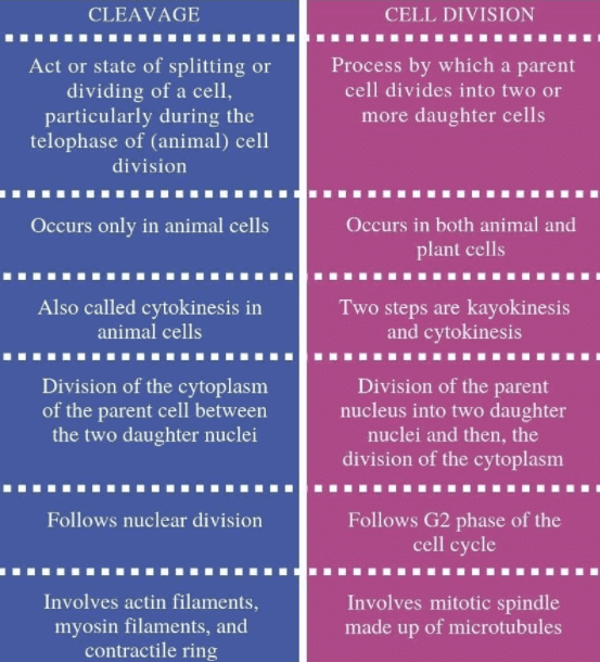 Phases of Cleavage | Biology for Grade 12