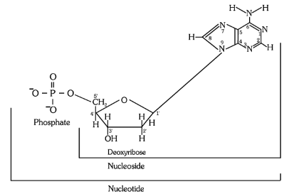 Nucleic Acids: Structure & Bonding | Biology for ACT