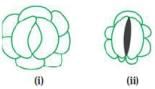 NCERT Exemplar: Transport in Plants (Old NCERT) | Biology for Grade 11