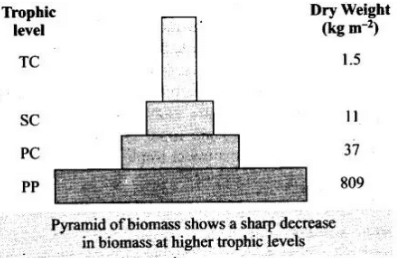 NCERT Exemplar: Ecosystem | Biology Class 12 - NEET