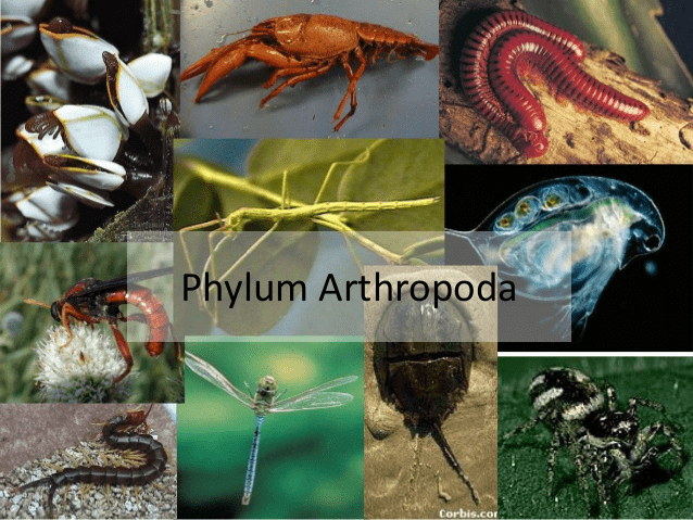 Phyla - Arthropoda & Mollusca - NEET