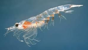 Zooplankton