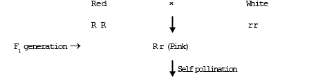 Gene Interaction | Additional Study Material for NEET