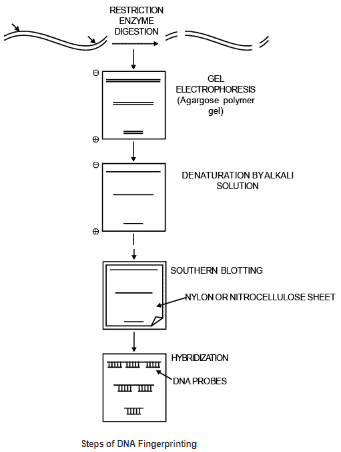 DNA Fingerprinting | Biology for EmSAT Achieve