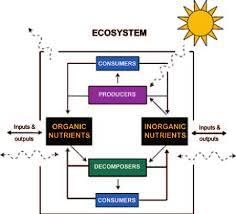 NCERT Solutions Class 12 Biology Chapter 13 - Biodiversity & Conservation
