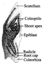 L.S. of an embryo of grass