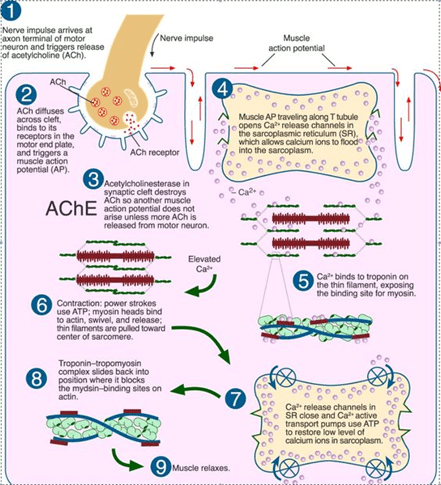 Diagrammatic Representation of Muscle Contraction Mechanism