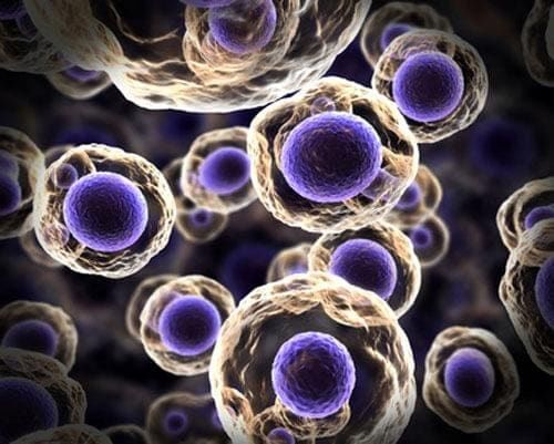 Fig: Single Cell