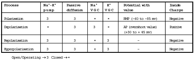 Transmission of Nerve Impulses | Biology Class 11 - NEET