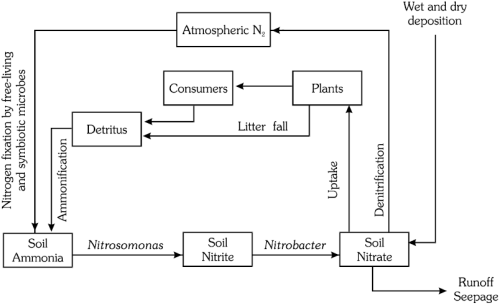 Biogeochemical Cycles | Biology for JAMB