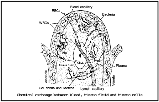 Lymphatic System