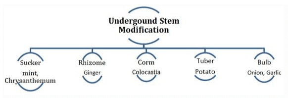 NCERT Notes: Morphology of Flowering Plants | NCERTs at Fingertips: Textbooks, Tests & Solutions - NEET